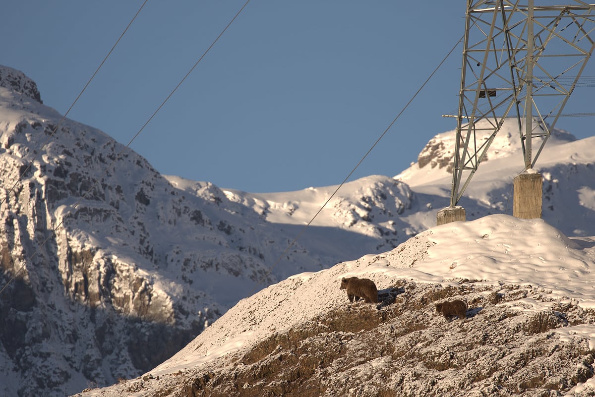 Himalayan brown bears in the upper reaches of the Dras valley