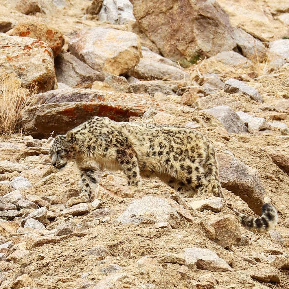 A snow leopard in the Dras valley