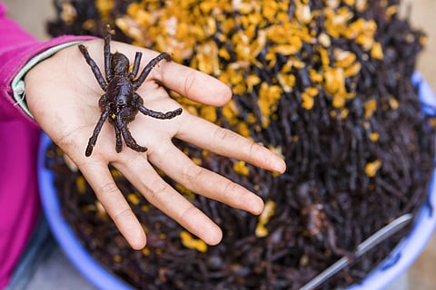 Fried tarantulas are a popular street food in Cambodia