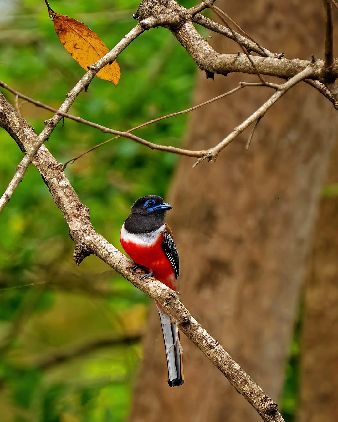 A Malabar Trogon sits on a branch