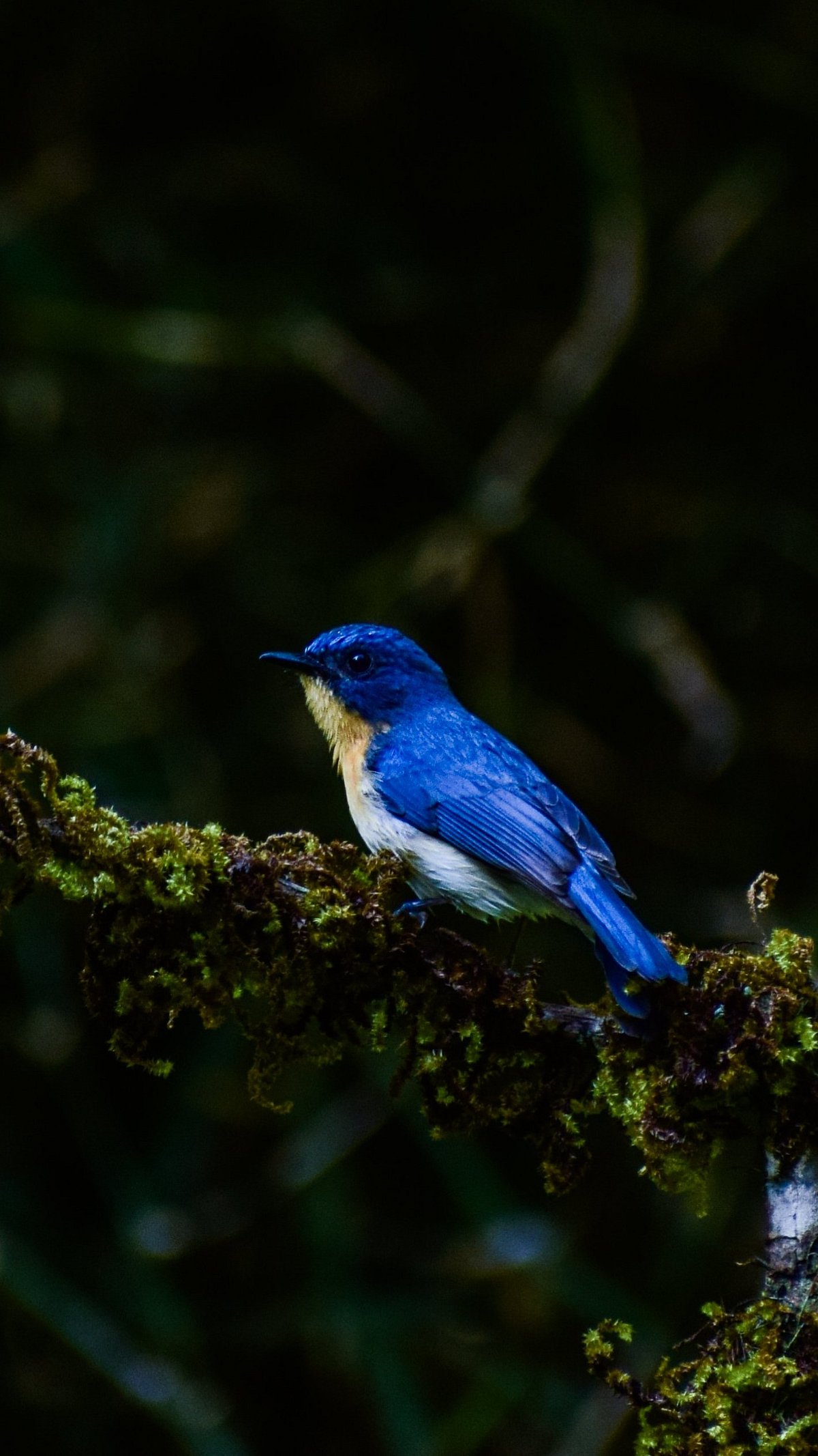 Sujoy_Dutta_dev/Shutterstock : A Tickells blue flycatcher in Dandeli, Karnataka