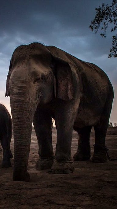 Vatsala in her habitat