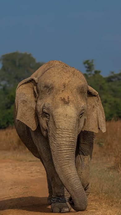 kintoo_dhawan/instagram : A portrait of Vatsala