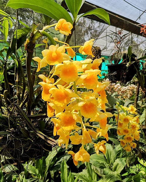 A glimpse of the floral biodiversity at Kaziranga