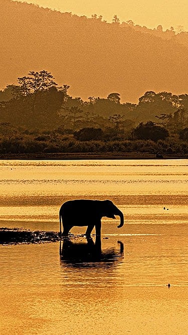 Kaziranga’s majestic residents in their natural habitat