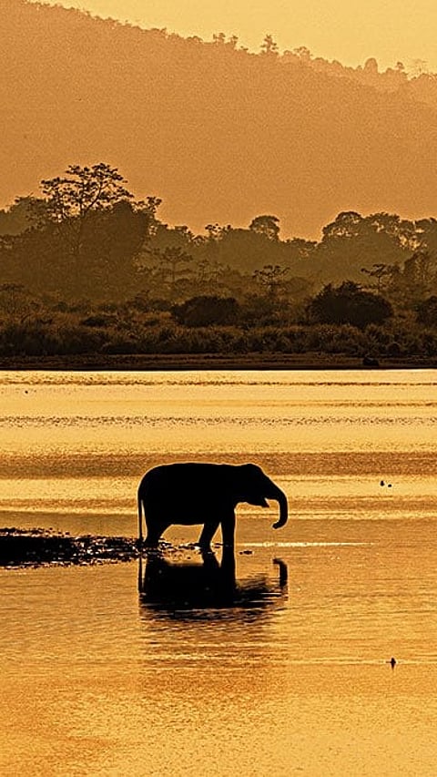 Kaziranga’s majestic residents in their natural habitat