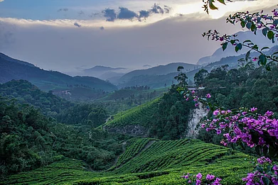 Emiel Pronk/Shutterstock : The sprawling tea plantations and mountains of Munnar