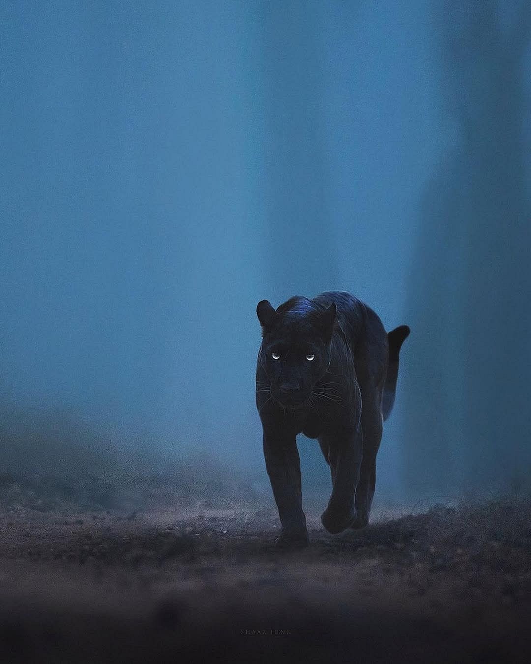 babyanmlpics/instagram : A black panther prowls the ground