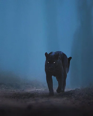 babyanmlpics/instagram : A black panther prowls the ground