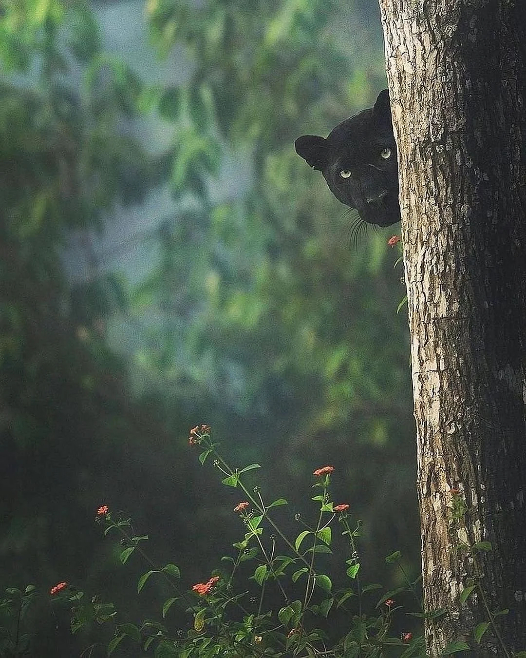 A black panther in the wild