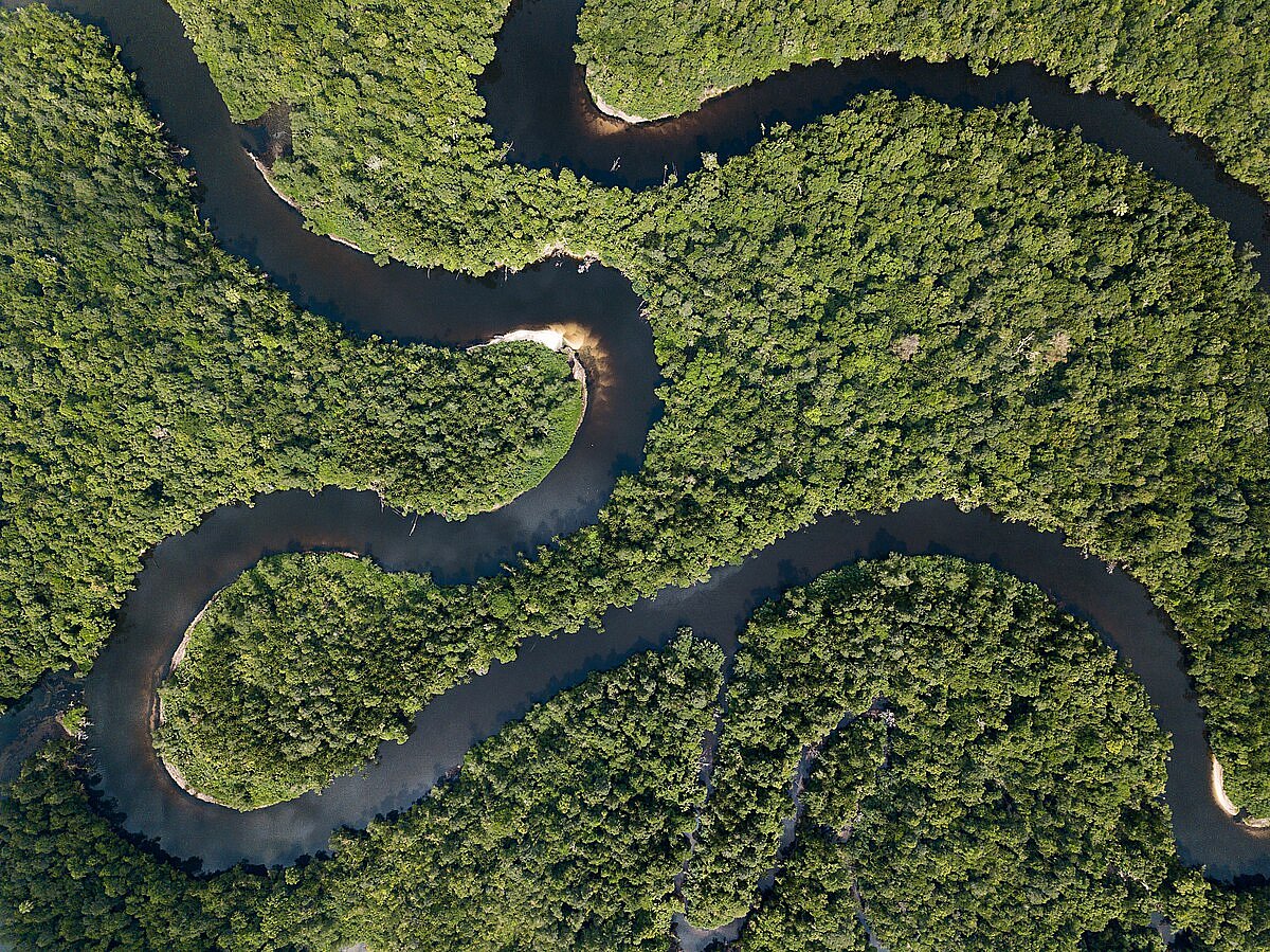 Avoid activities that disrupt wildlife or degrade the forest