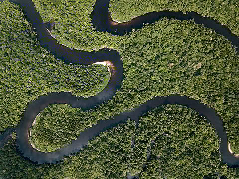 Avoid activities that disrupt wildlife or degrade the forest