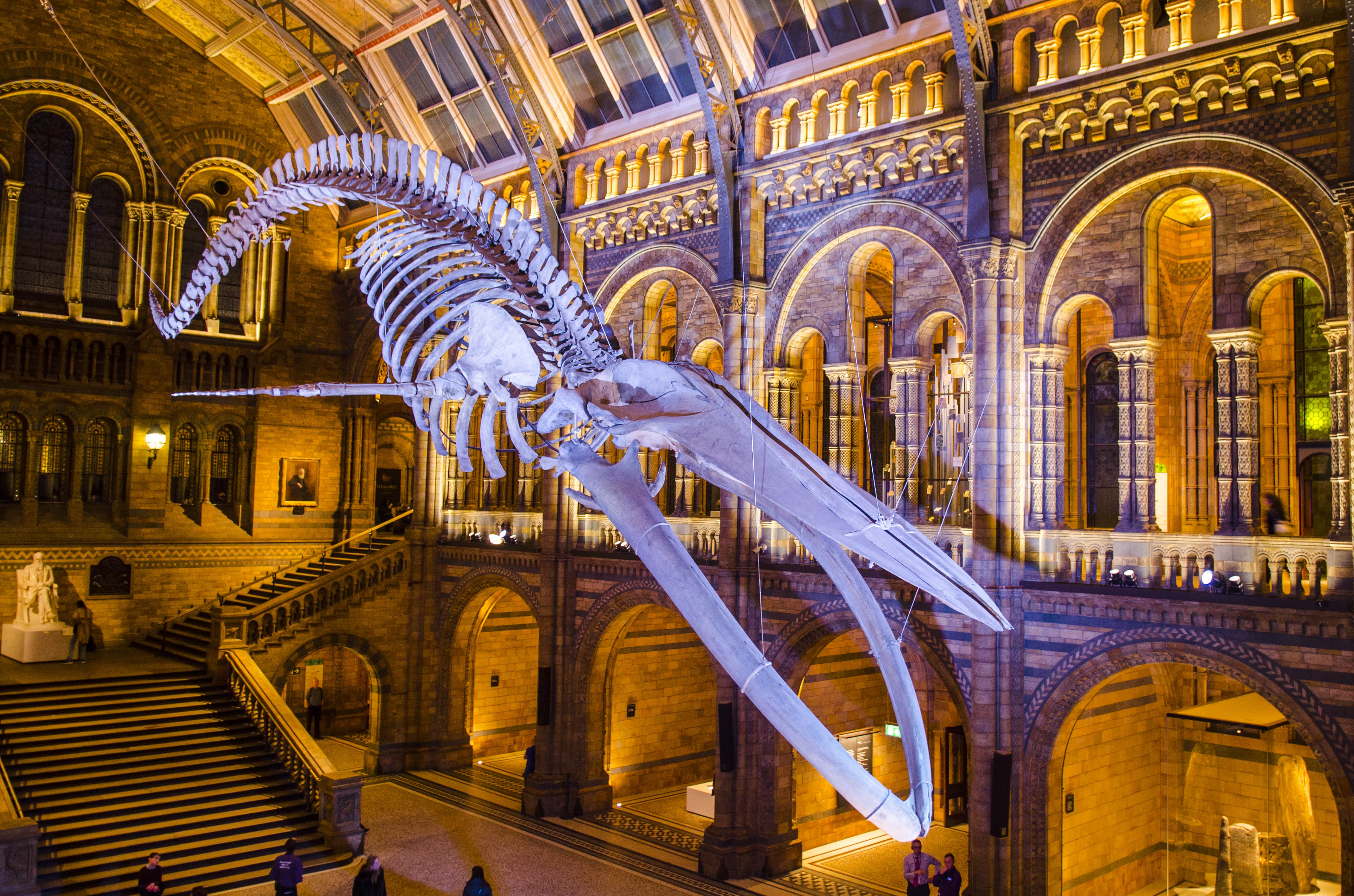 The blue whale skeleton in Hintze Hall