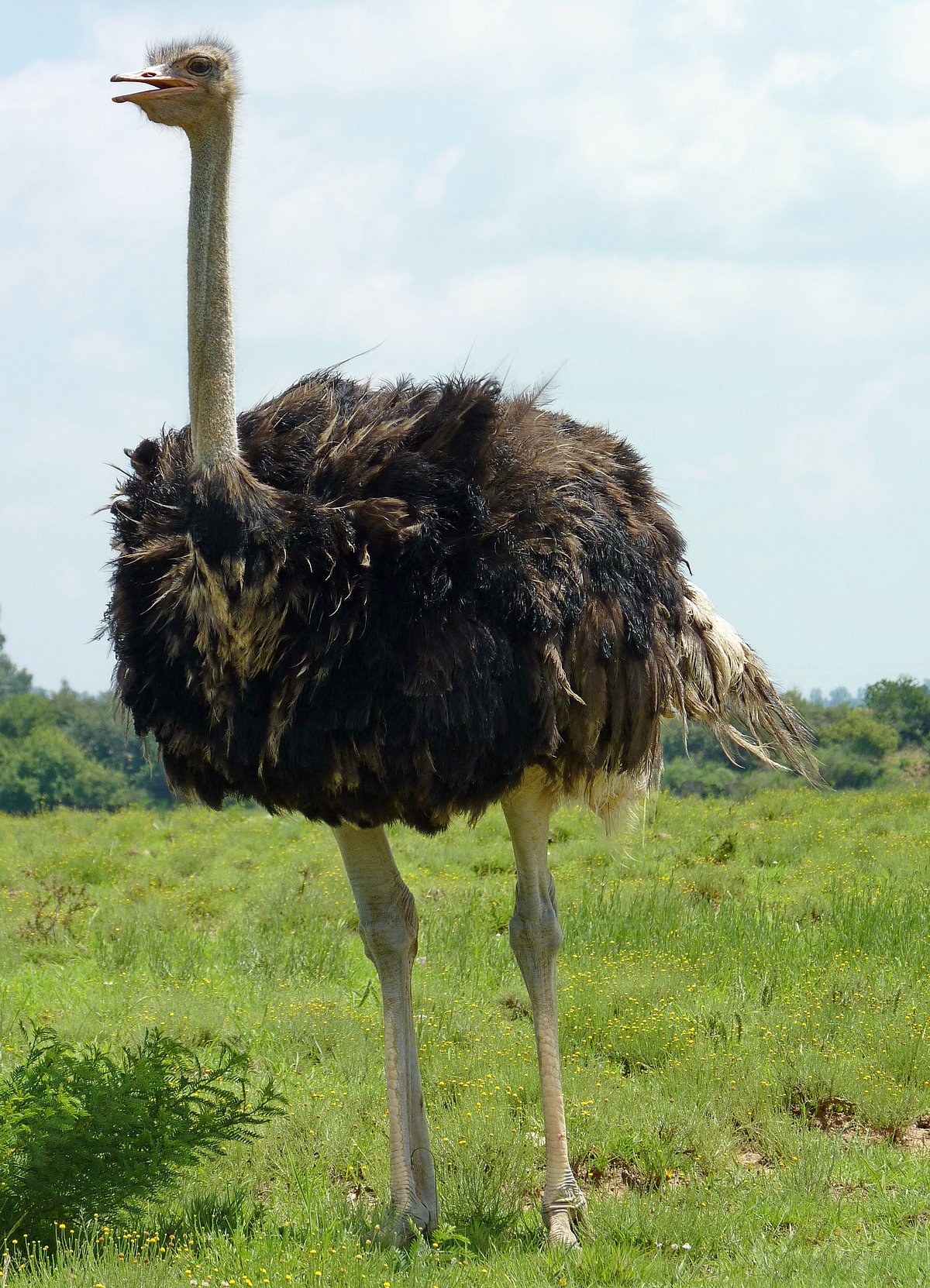 Pixabay : A shot of a Common Ostrich