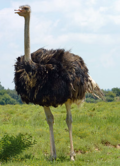 Pixabay : A shot of a Common Ostrich
