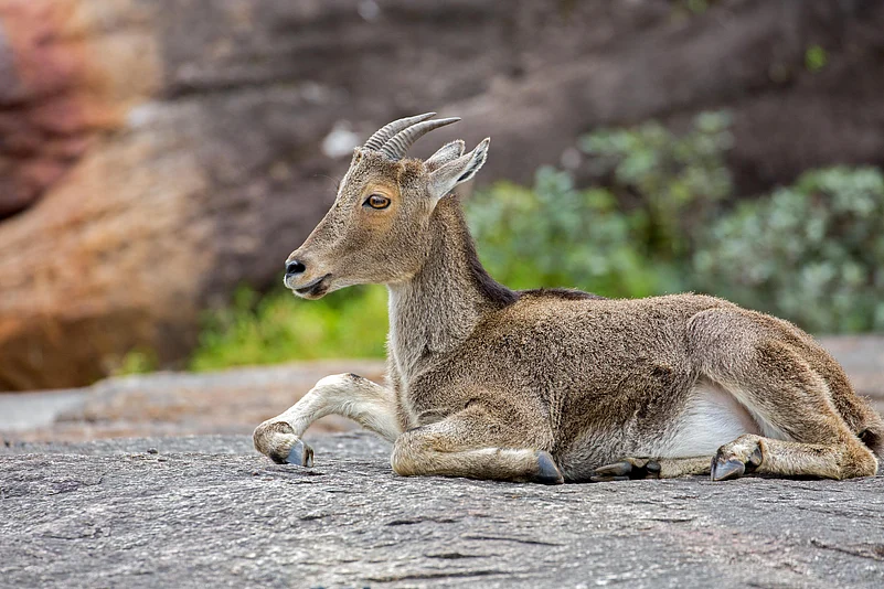 A Nilgiri tahr rests in Eravikulam National Park