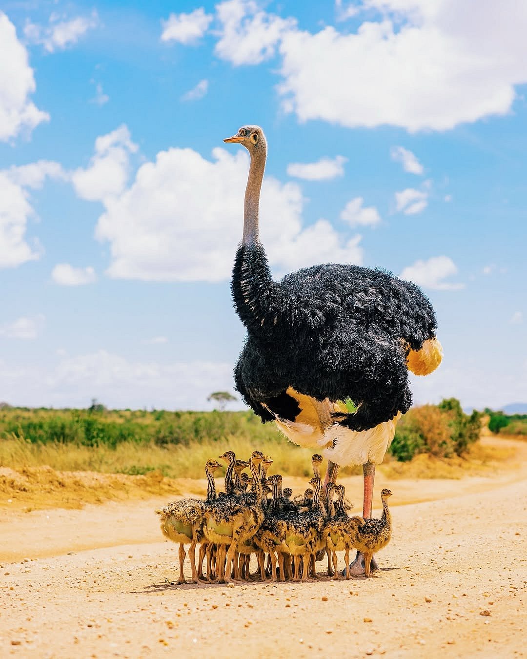 Somali ostrich chicks take shelter under their parents on a hot afternoon
