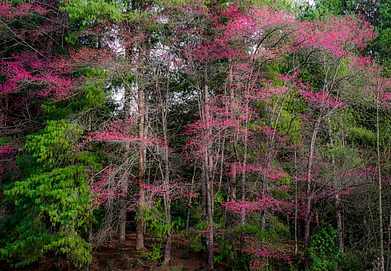 Shutterstock : Ziro, Arunachal Pradesh