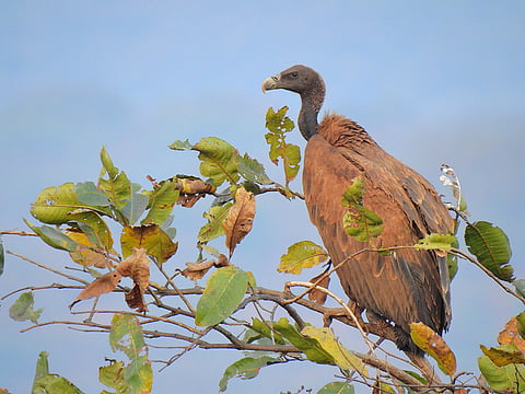 The wetland is host to the Indian vulture (Gyps indicus)