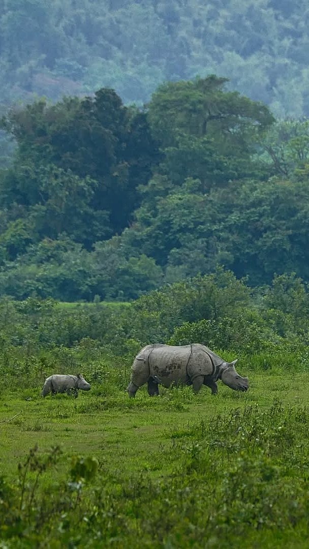 Rhinos at Orang National Park 
