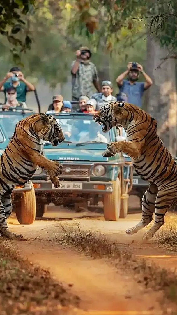 Two tigers play around at Kanha Tiger Reserve