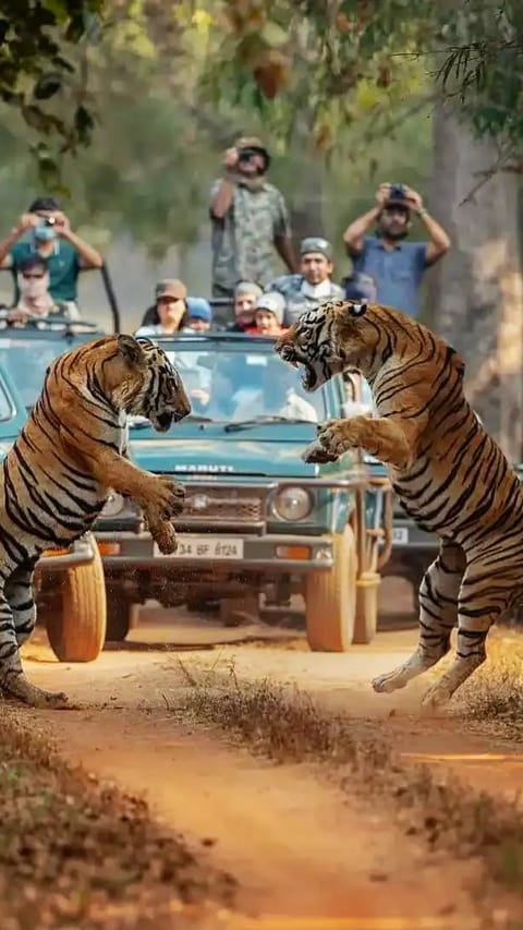Two tigers play around at Kanha Tiger Reserve