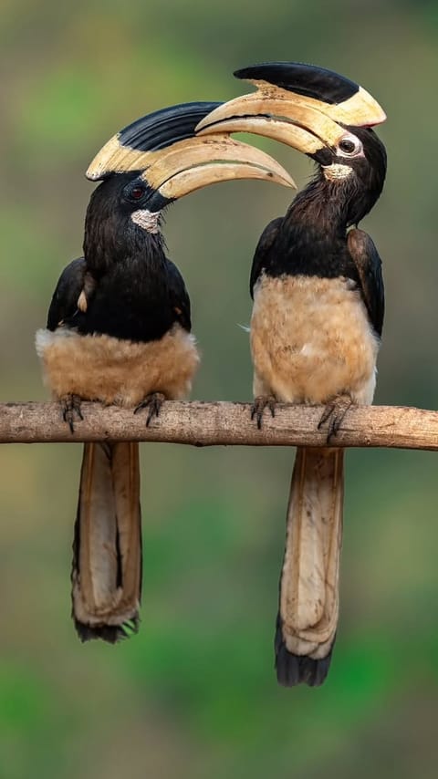 Two Malabar Pied Hornbill on a branch
