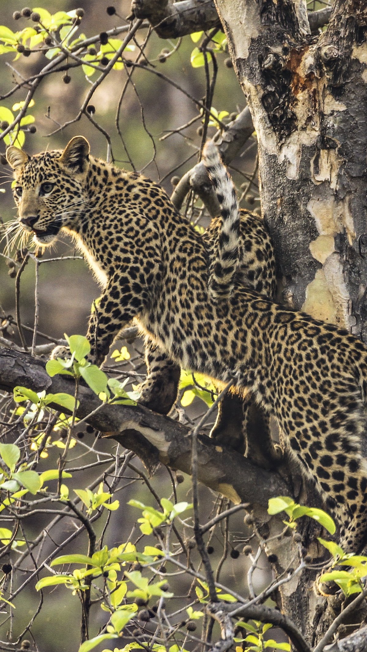 Wikimedia Commons : David Raju Leopard in Satpura National Park