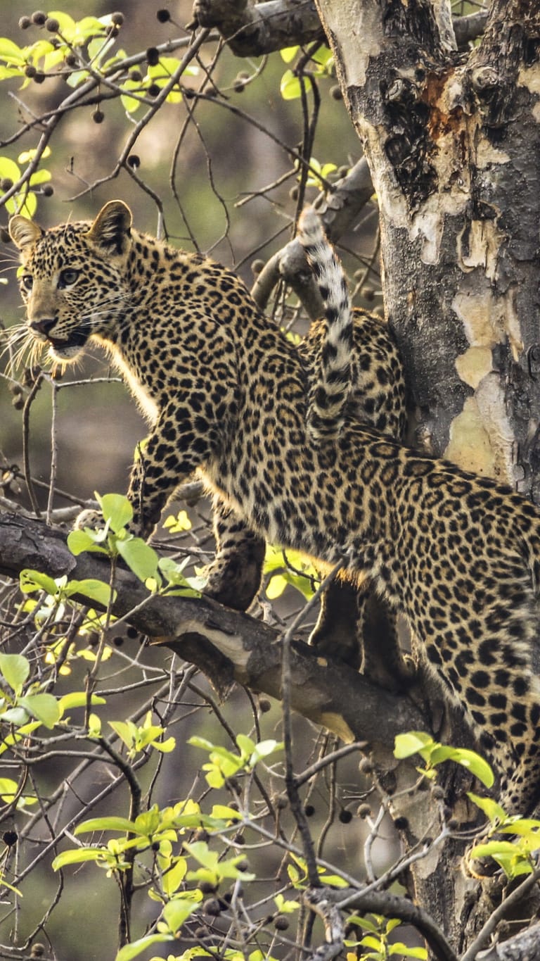 David Raju Leopard in Satpura National Park - Wikimedia Commons