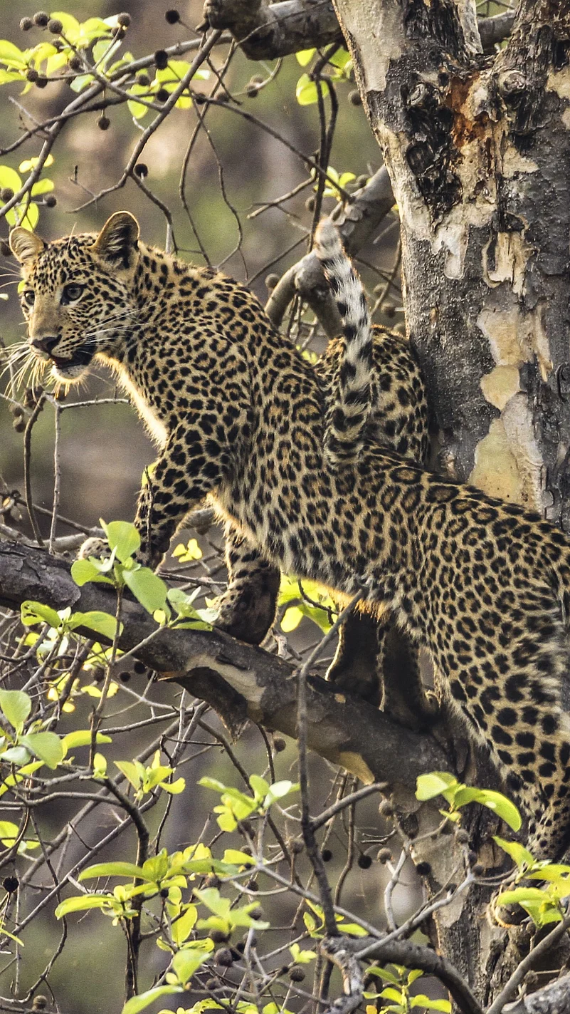 David Raju Leopard in Satpura National Park