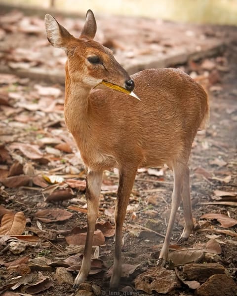 A shot of a Chousingha