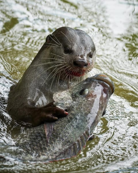 A Smooth-Coated Otter with its prey