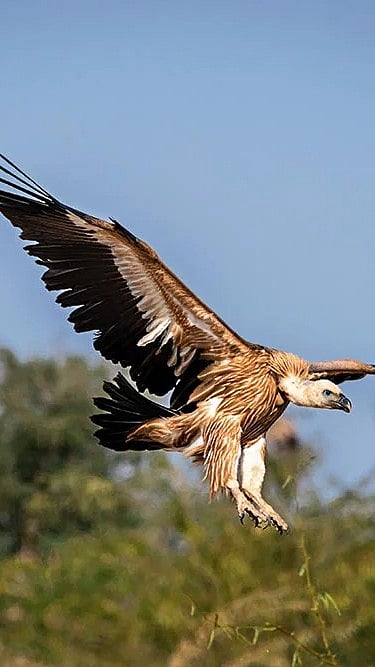 Vultures are nature’s best cleaning crew