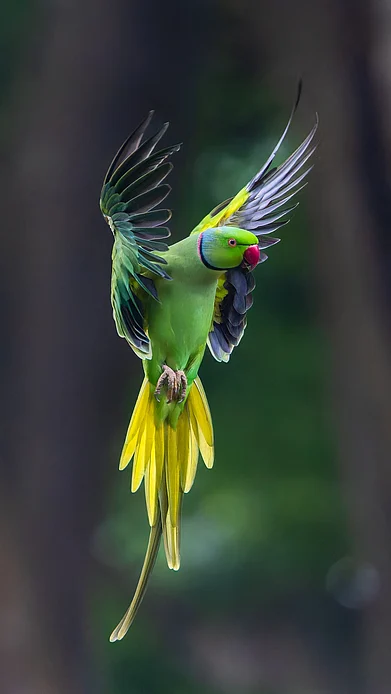 ARABI/Wikimedia Commons : An Indian Ringneck Parakeet flapping mid-air