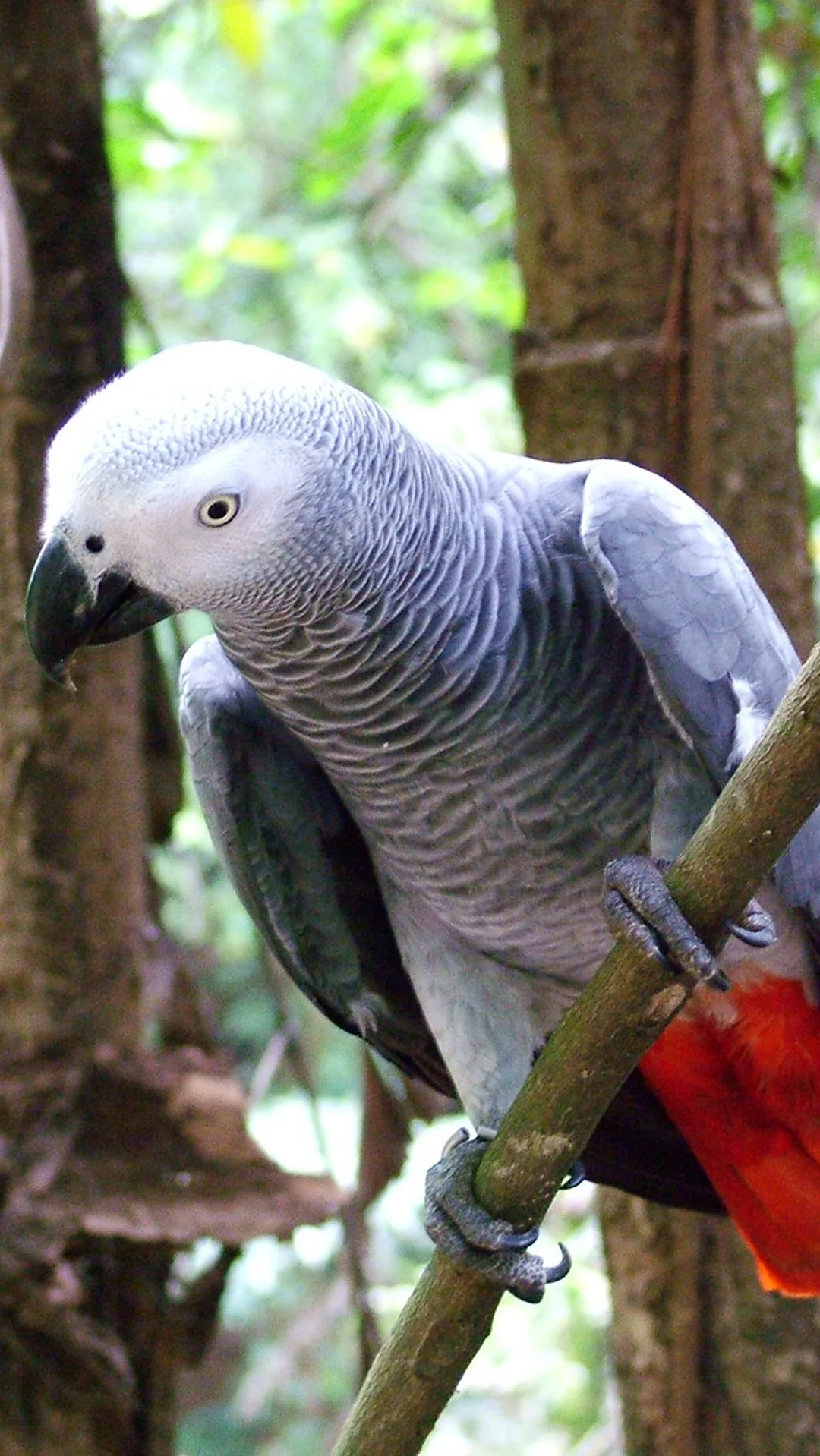 A portrait of African Grey Parrot