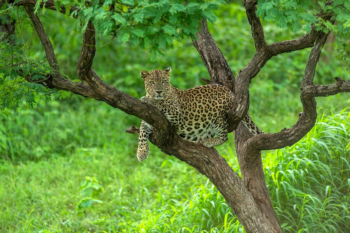 Through the jungles of Barda Hills.