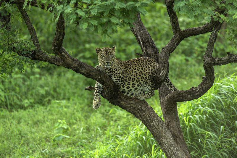 Through the jungles of Barda Hills.
