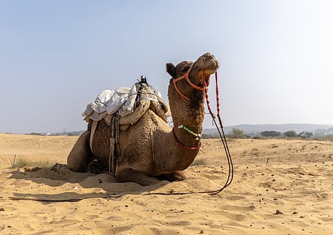 A pet camel at Osian
