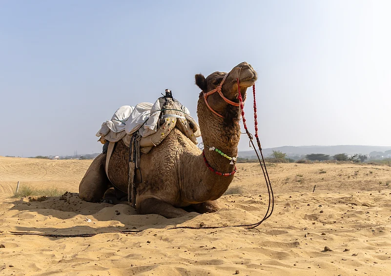 A pet camel at Osian