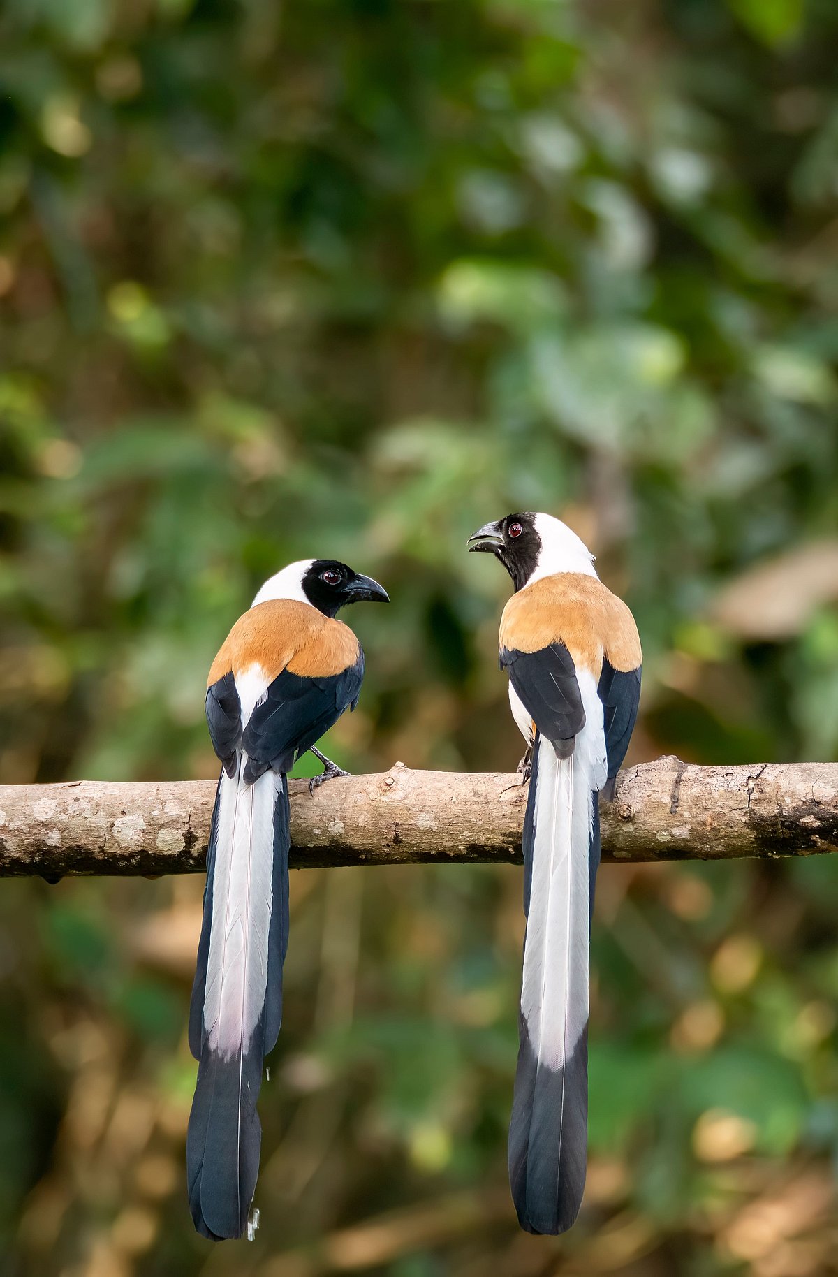 Shutterstock : Two white-bellied treepies in Thattekad, Kerala