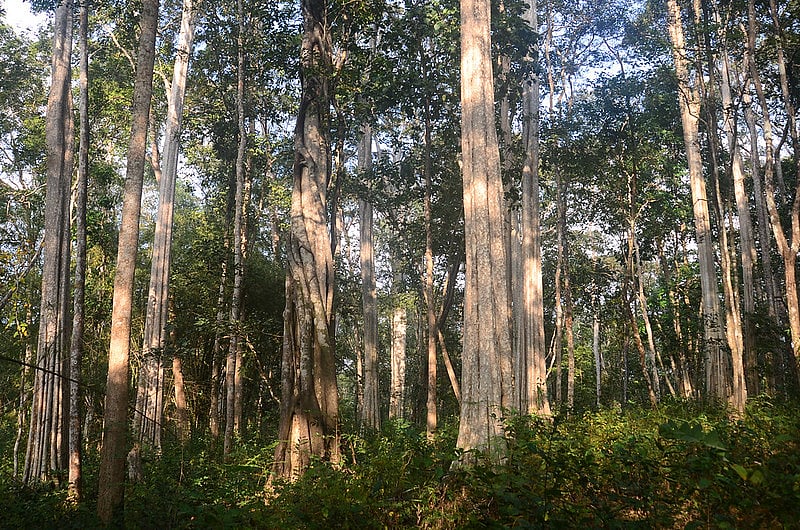 Mondulkiri Protected Forest, Cambodia