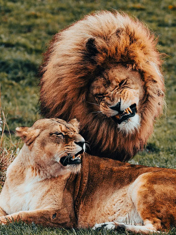 Unsplash : Lion is the national animal of England