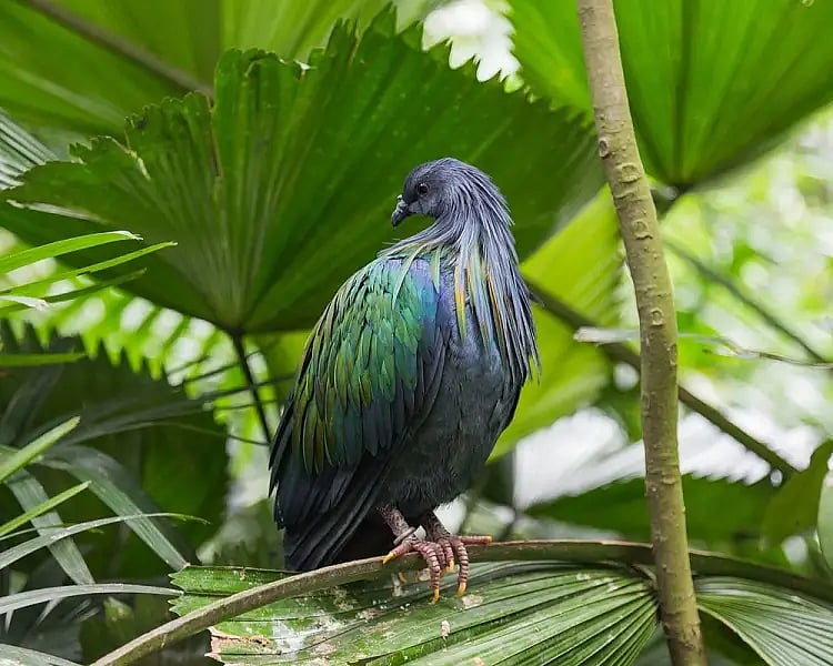 The striking Nicobar Pigeon