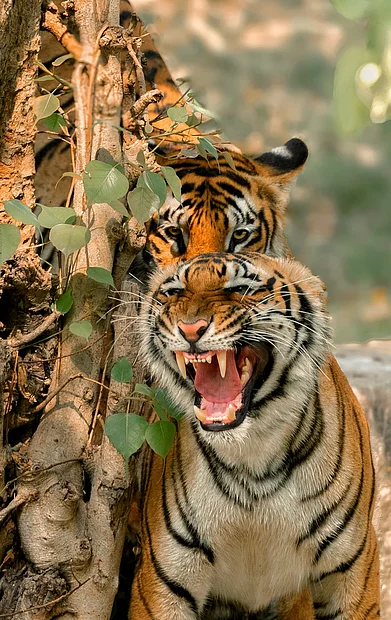 Shutterstock : A tiger roars as another one looks on in Ranthambore National Park