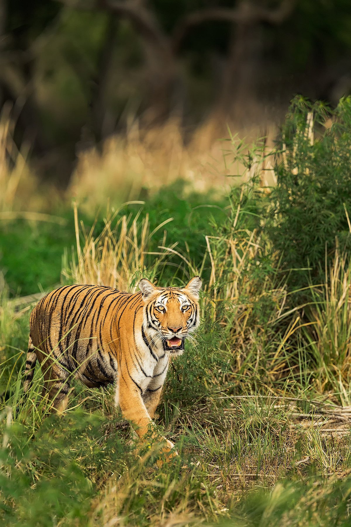 Shutterstock : A tiger among the grasslands of Jim Corbett National Park