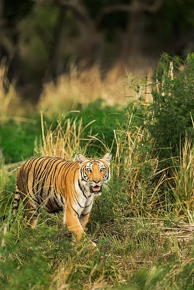 Shutterstock : A tiger among the grasslands of Jim Corbett National Park