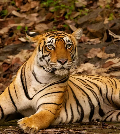 Shutterstock : Tigers use their fur for camouflage, allowing them to blend into their natural habitats