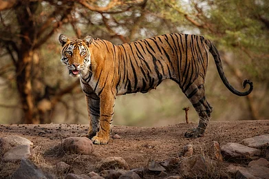 Photocech/Shutterstock : Tiger safaris in the Ramgarh Vishdhari Tiger Reserves core zone will start from October 2025