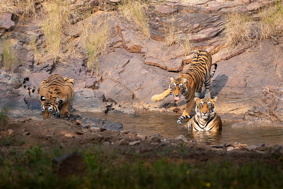 Ranthambore Tigress with sub-adult cubs