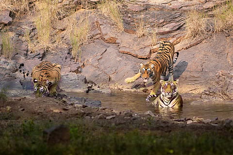 Ranthambore Tigress with sub-adult cubs
